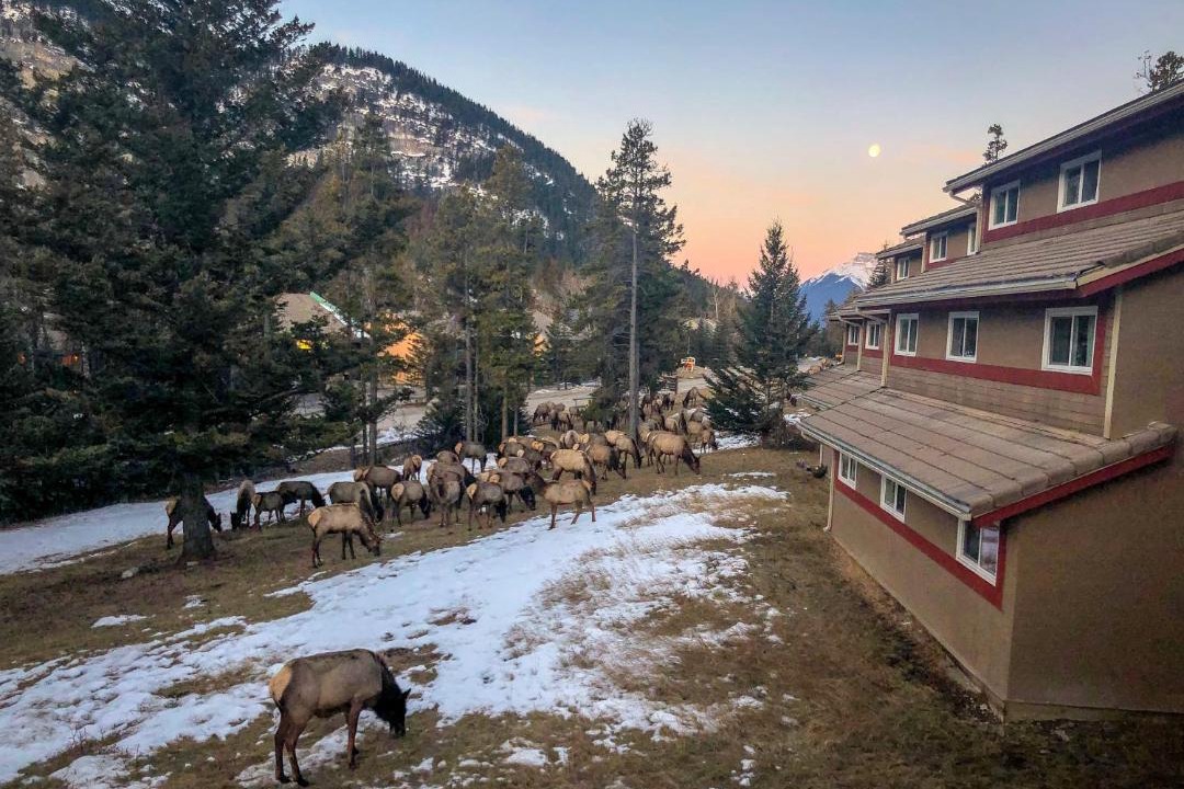 Photo of Others in Banff