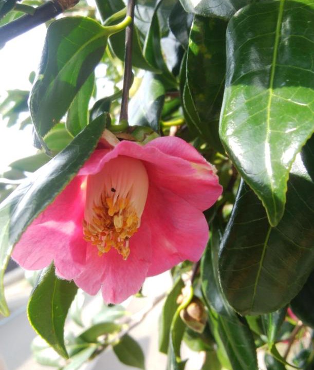 Photo of Others in Oshima