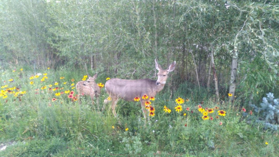Photo of Outdoor in Gunnison