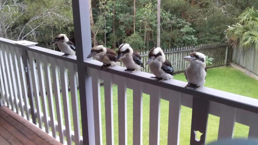Photo of Patio Balcony in Tewantin