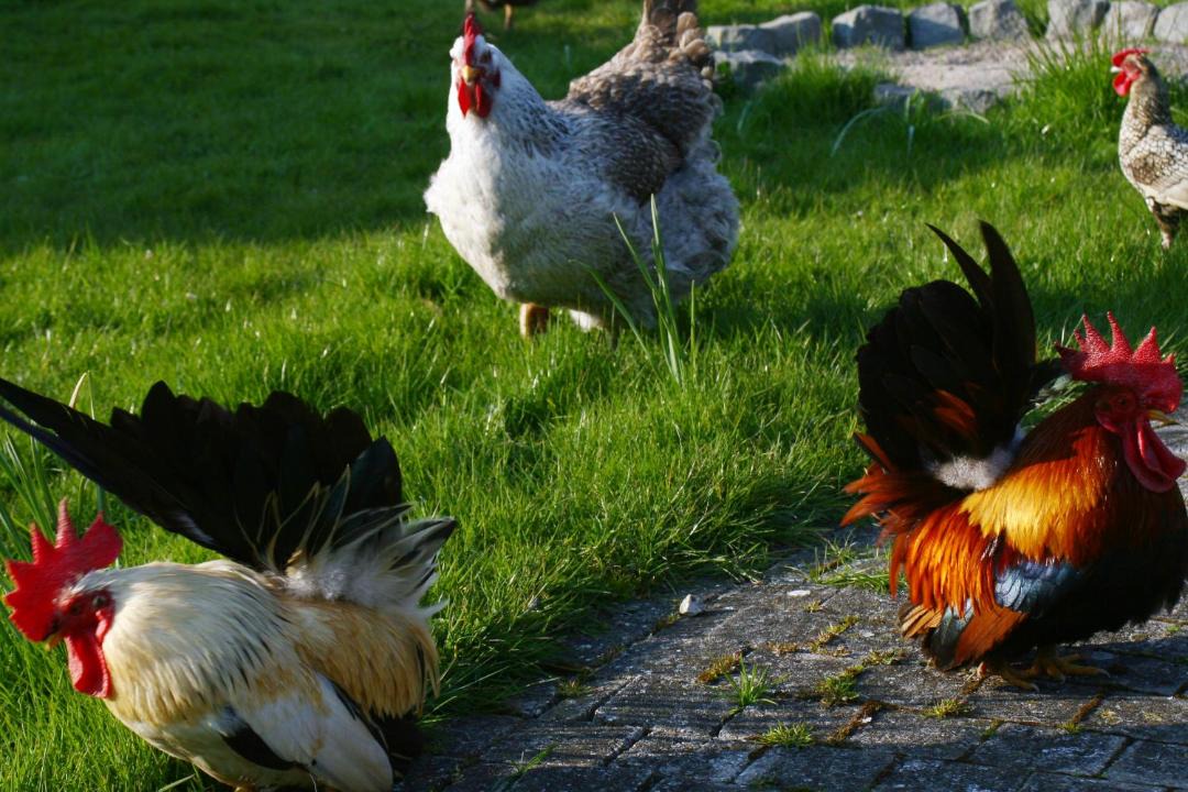 Photo of Others in Zedelgem