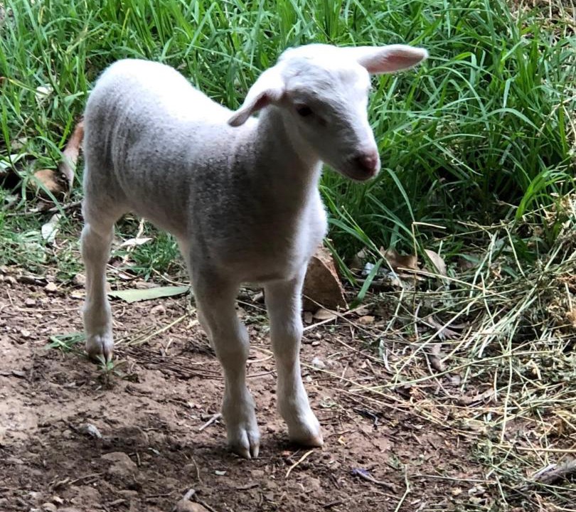 Photo of Others in Kurrajong